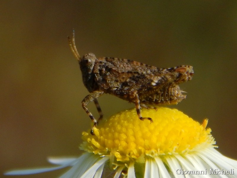Giovane della famiglia Tetrigidae